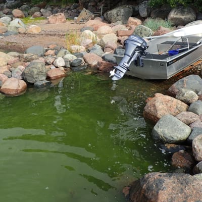 Blågrönalger och motorbåt på en stenig strand