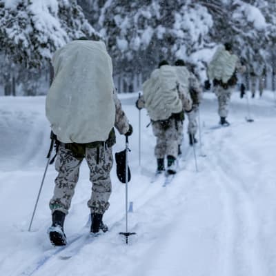 Människor iklädda camouflagekläder skidar genom en skog i kö. På ryggen har de stora ryggsäckar med beigefärgade överkast. Det snöar.