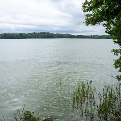Sinilevää Kangasalan Kirkkojärvessä.