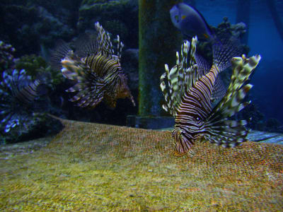 Drakfisk (Lionfish)