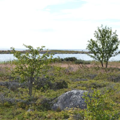 Grynna och stenar i österbottnisk skärgård. Fotot taget på Valsörarna.