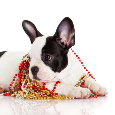 En liten svartvit hund ligger på vitt golv. Har guldfärgade, röda och vita pärlor runt halsen.