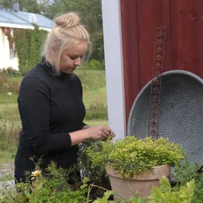 Ellen Järvinen plockar örter i sin odling