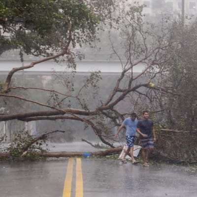 Två män går framför ett fallet träd längs en gata i Miami.
