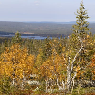 Lapin tunturimaisema ruskan aikaan.