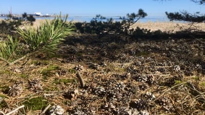 Utsikt mot en sandstrand. Blått hav, solen skiner, ett fraktfartyg syns i fjärran. På marken syns en massa barr, mossa och kottar. Tallkvistar.