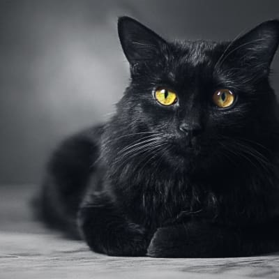 Musta kissa.