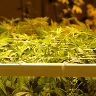 Marijuanaplantor växer i en marijuanabutik i Colorado.