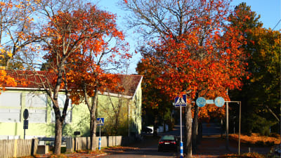 Träd i höstens färger