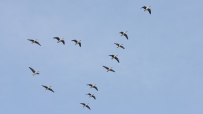 Lentävät metsähanhet