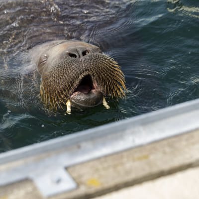 En valross i vattnet. Den har munnen öppen och ser ut som om den ler.