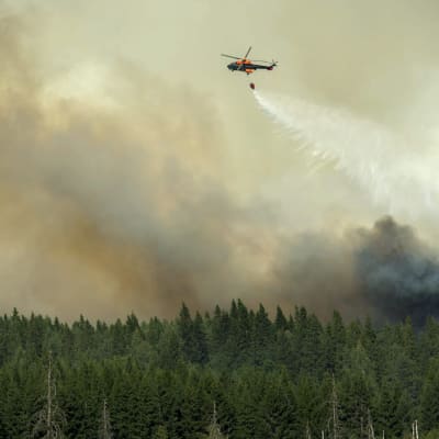 Släckningsarbete över Gammelby där en stor skogsbrand härjar.