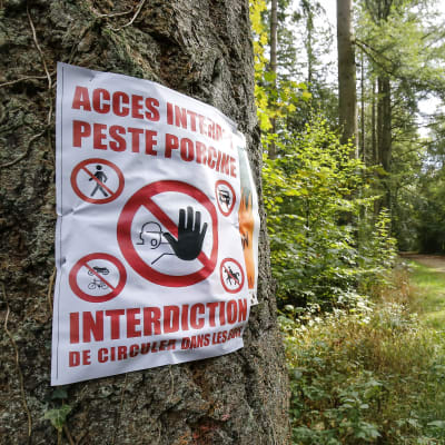 Område avstängt i Belgien på grund av svinpest.