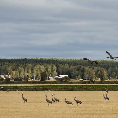 Tranflock i höstlandskap.