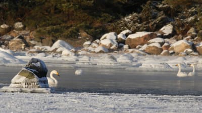 Isen drev sångsvanarna från skärgården ut mot öppnare vatten kring Hangö Udd.