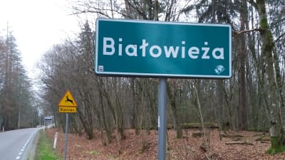 Bialowieza