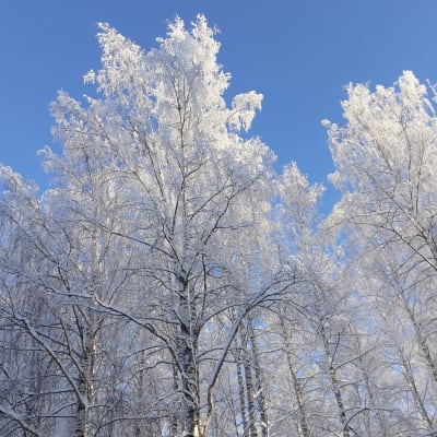 Frostiga trädtoppar.