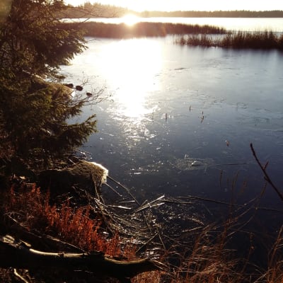 En tunn isskorpa har lagt sig på en sjö, där solen lyser lågt över strandgräset.