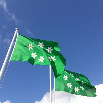 Två gröna flaggor med en ring av vitsippor tryckta i mitten.