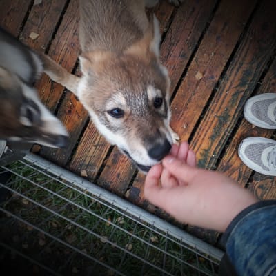 Koirasuden pentuja kasvattajan koiratarhassa
