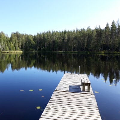 Erämaalampi on tyynenä kauniina kesäpäivänä.