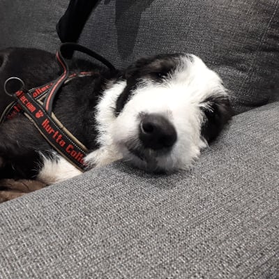 En svartvit hundr ligger på en soffa med nosen mot kameran.