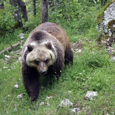 En appenninsk brunbjörn går på en gräsbevuxen sluttning.