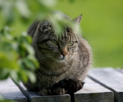Katten Kiara