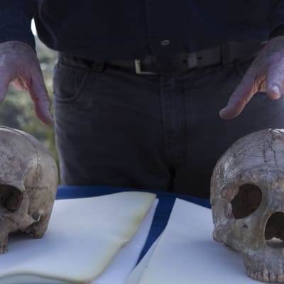 epa04591498 An unidentified scientist explains the differences between a modern human skull (L) and a Neanderthal skull (R) as he speaks outside the Manot stalactite cave in northern Israel, 28 January 2015 about the 55,000-year-old skull's discovery mark