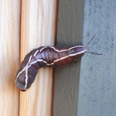 Vad heter denna eleganta larv? undrar Carita.