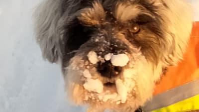 En hund med snö på nosen.