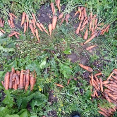 Syksyn porkkanasatoa viljelypalstalla
