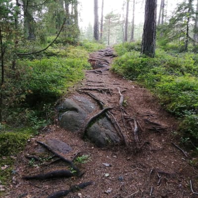 Friluftsled i Trollskogen i Ekenäs.