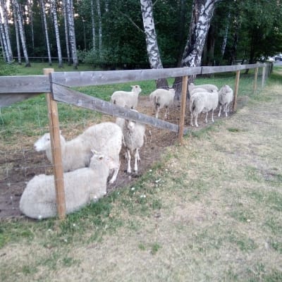 Kymmenen lampaan katras Tampereen Tohlopissa, Kohmanpuistossa. 