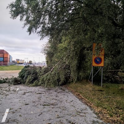 Omkullblåsta träd på Vasklot i Vasa.