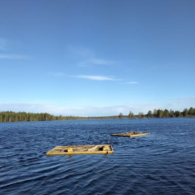 Lintujen pesimälauttoja järvellä.