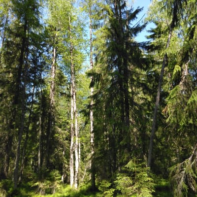 Vanhaa rehevää korpimetsää Kesälahden Viklasuolla, lähinnä kuusia ja koivuja.