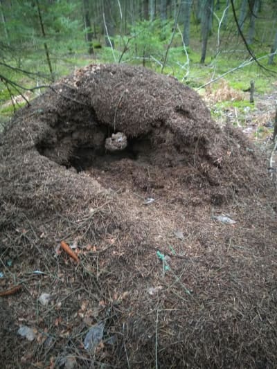 En myrstack