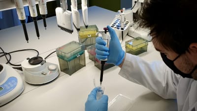 Spottet i burken flyttas över till en platta med över 300 hålliknande fördjupningar. Plattan läggs sedan in i den PCR-maskin som analyserar om något av de coronaprov som har lagts på plattan har spår av coronaviruset. 