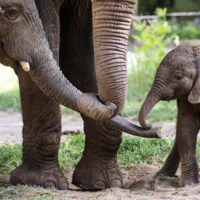 Afrikanska elefanter. 