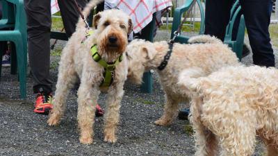 En veteterrier står kopplad tillsammans med två andra hundar av samma ras. 