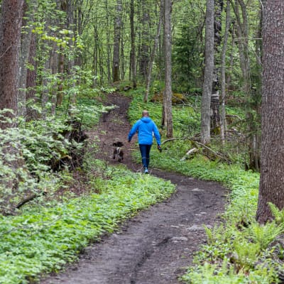 Koiran ulkoiluttaja kävelee Lappeenrannan Lauritsalan Furulundin puistoalueen polkua vanhassa metsässä.
