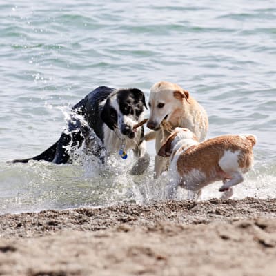Hundar på en strand.