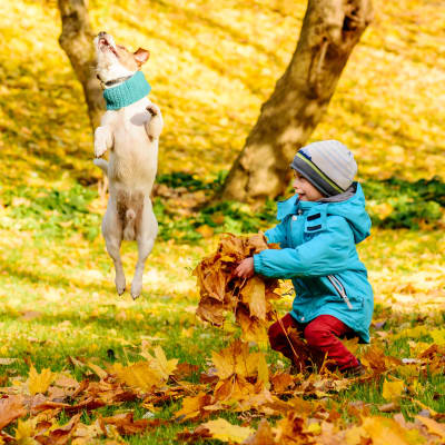 En liten pojke leker med höstlöv i en park. bredvid honom en hund som hoppar runt och leker.