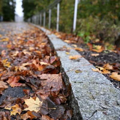 Maahan pudonneita lehtiä märällä asfaltilla Espoon Suviniityssä 7. lokakuuta 2023.