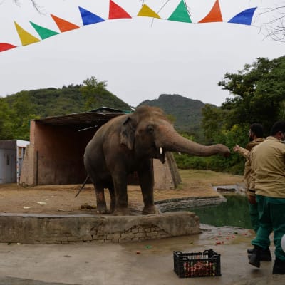 Avskedsceremoni för Kaavan på Marghazar Zoo i Islamabad, Pakistan 23.11.2020,  före avfärden till Kambodja 