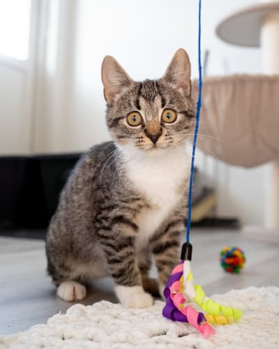 En ung katt tittar förvånat på en färggrann leksak som någon utanför bilden håller upp framför den.