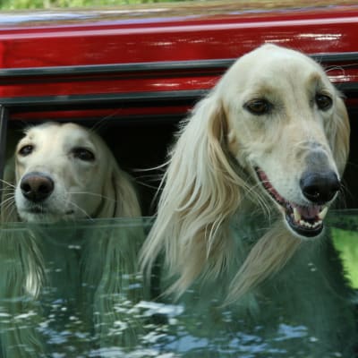 Hundar i en bil.