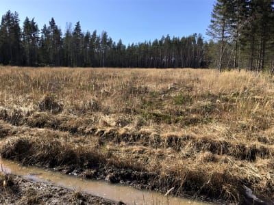 Ett område som kalavverkats för några år sedan. Det växer gräs och några små trädplantor skymtar.