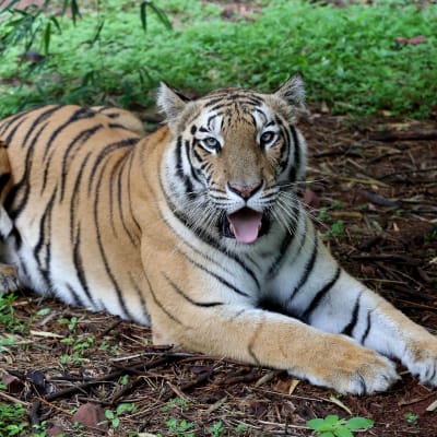 En bengalisk tiger i sin inhägnad i nationalparken Van Vihar.
